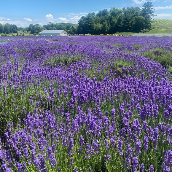 Meet your Posher, Annie! - Picture 3 of 6